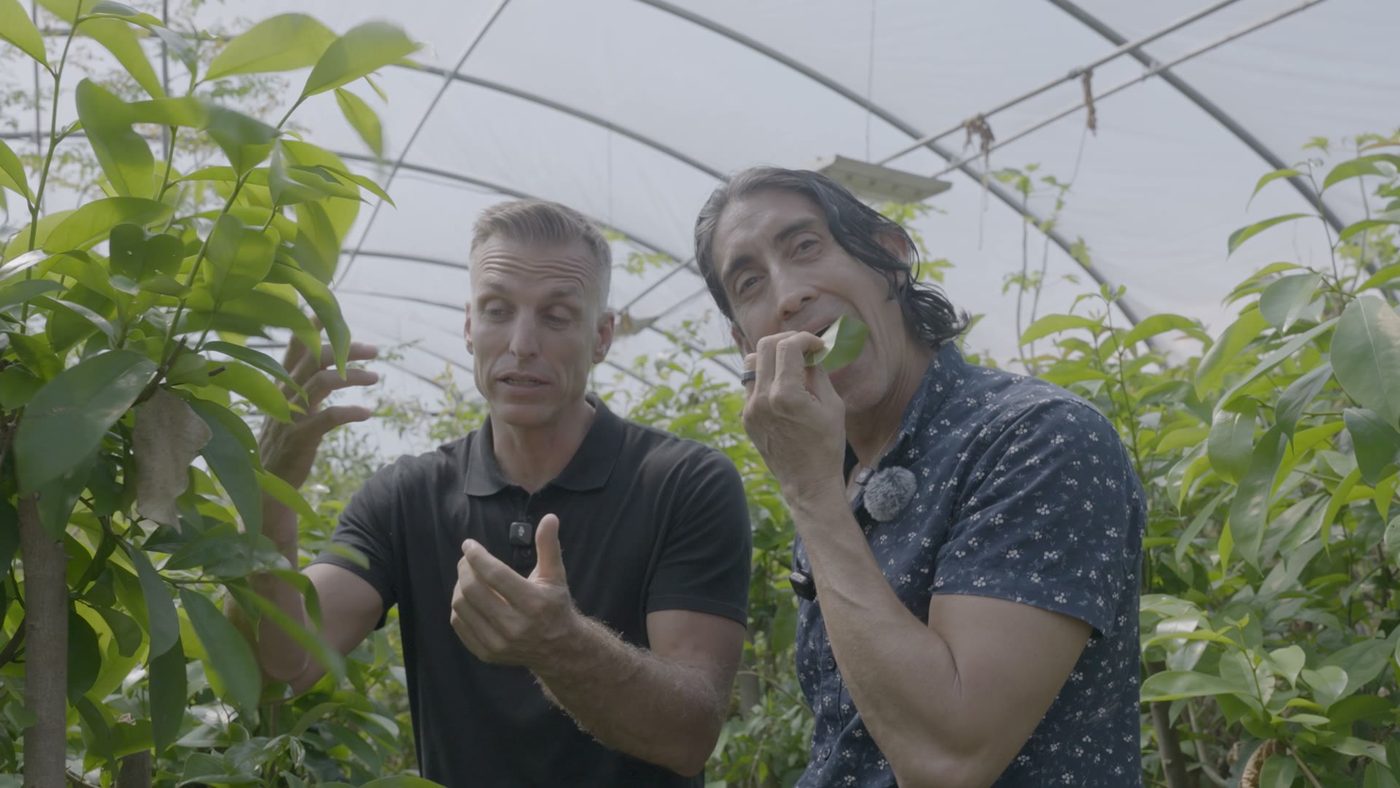 Two men talk among leafy plants inside a plastic-roofed greenhouse; one of them is tasting a leaf.